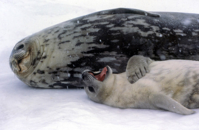 Weddell Seals Antarctica Fact File   Wedd Pup Sing Med 